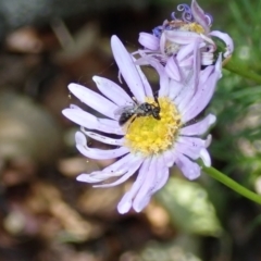 Lasioglossum (Homalictus) sphecodoides at Dunlop, ACT - 15 Jan 2023