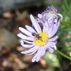 Lasioglossum (Homalictus) sphecodoides at Dunlop, ACT - 15 Jan 2023