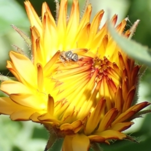 Lasioglossum (Homalictus) urbanum at Dunlop, ACT - 11 Jan 2023 12:25 PM