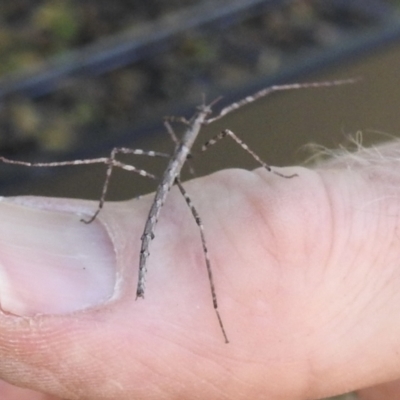 Pachymorpha squalida (Rough Pachymorpha Stick Insect) at Wingecarribee Local Government Area - 7 Jan 2023 by GlossyGal