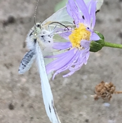 Pieris rapae (Cabbage White) at Dunlop, ACT - 15 Jan 2023 by JR