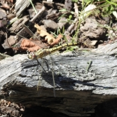 Orthetrum caledonicum (Blue Skimmer) at Wingecarribee Local Government Area - 7 Jan 2023 by GlossyGal