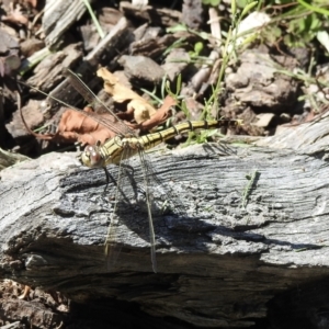 Orthetrum caledonicum at Burradoo, NSW - suppressed