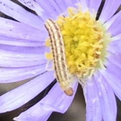 Unidentified Tortricid moth (Tortricidae) at Dunlop, ACT - 15 Jan 2023 by JR