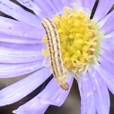 Unidentified Tortricid moth (Tortricidae) at Dunlop, ACT - 15 Jan 2023 by JR