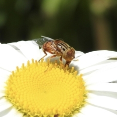 Eristalinus punctulatus (Golden Native Drone Fly) at Wingecarribee Local Government Area - 7 Jan 2023 by GlossyGal