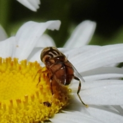 Eristalinus punctulatus at Burradoo, NSW - 7 Jan 2023