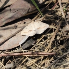 Taxeotis endela (Looper or geometer moth) at Cook, ACT - 18 Nov 2022 by Tammy