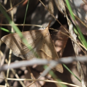 Epidesmia hypenaria at Cook, ACT - 15 Dec 2022