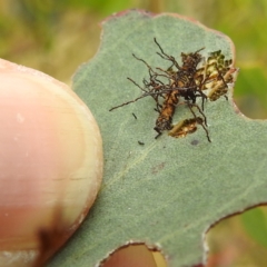 Hypertrophidae sp. (family) at Stromlo, ACT - 15 Jan 2023