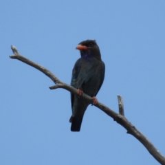 Eurystomus orientalis (Dollarbird) at Lions Youth Haven - Westwood Farm A.C.T. - 15 Jan 2023 by HelenCross