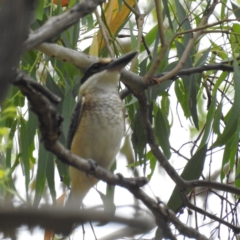 Todiramphus sanctus (Sacred Kingfisher) at Lions Youth Haven - Westwood Farm A.C.T. - 15 Jan 2023 by HelenCross