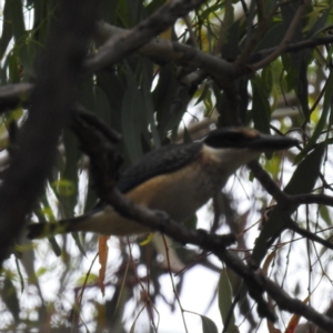 Todiramphus sanctus at Stromlo, ACT - suppressed