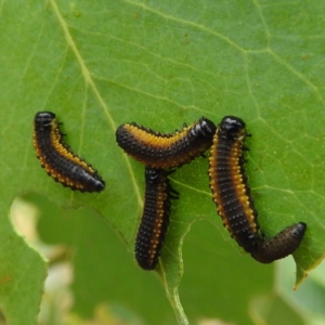 Paropsis sp. (genus) at suppressed - 15 Jan 2023