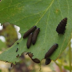 Paropsini sp. (tribe) (Unidentified paropsine leaf beetle) at Stromlo, ACT - 15 Jan 2023 by HelenCross