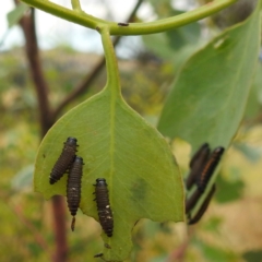 Paropsini sp. (tribe) at Stromlo, ACT - 15 Jan 2023