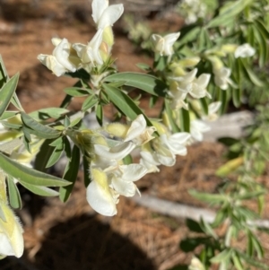 Chamaecytisus palmensis at Wamboin, NSW - 7 Aug 2022 02:05 PM