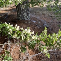 Chamaecytisus palmensis at Wamboin, NSW - 7 Aug 2022 02:05 PM