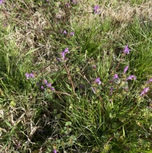 Lamium amplexicaule at Fyshwick, ACT - 4 Sep 2022