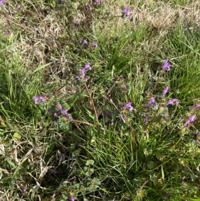 Lamium amplexicaule (Henbit, Dead Nettle) at Jerrabomberra Wetlands - 3 Sep 2022 by natureguy