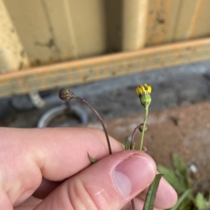 Senecio madagascariensis at Dickson, ACT - 10 Sep 2022