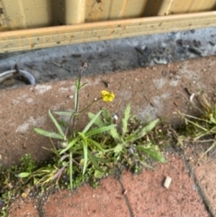 Senecio madagascariensis at Dickson, ACT - 10 Sep 2022 08:05 AM