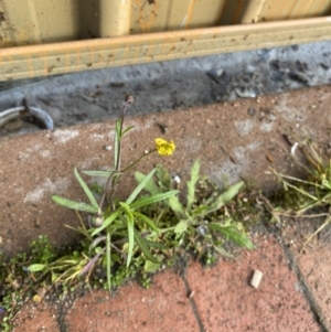 Senecio madagascariensis at Dickson, ACT - 10 Sep 2022