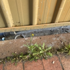 Senecio madagascariensis at Dickson, ACT - 10 Sep 2022