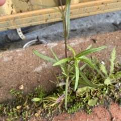 Senecio madagascariensis at Dickson, ACT - 10 Sep 2022 08:05 AM