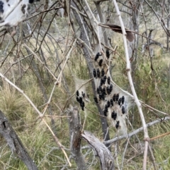 Delias harpalyce (Imperial Jezebel) at Wamboin, NSW - 18 Sep 2022 by natureguy