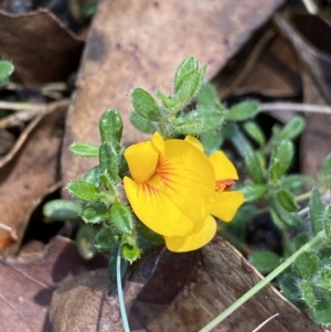 Pultenaea polifolia at Paddys River, ACT - 27 Dec 2022 01:41 PM