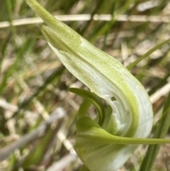 Pterostylis falcata (Sickle Greenhood) at Paddys River, ACT - 27 Dec 2022 by Ned_Johnston