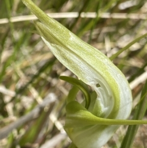 Pterostylis falcata at Paddys River, ACT - 27 Dec 2022