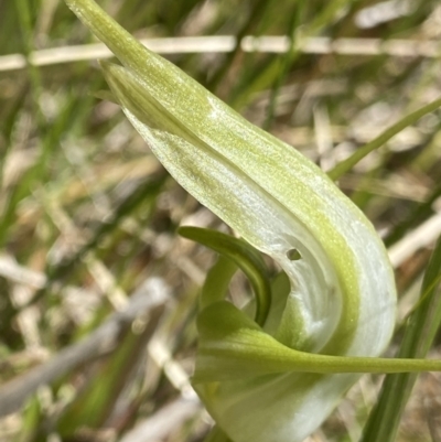 Pterostylis falcata (Sickle Greenhood) at Namadgi National Park - 27 Dec 2022 by Ned_Johnston