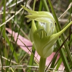 Pterostylis falcata at Paddys River, ACT - 27 Dec 2022