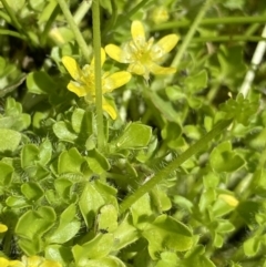 Ranunculus pimpinellifolius (Bog Buttercup) at Paddys River, ACT - 27 Dec 2022 by NedJohnston