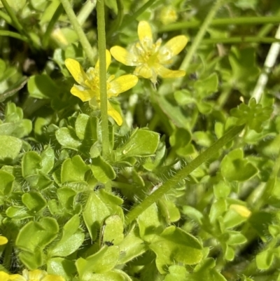Ranunculus pimpinellifolius (Bog Buttercup) at Paddys River, ACT - 27 Dec 2022 by NedJohnston