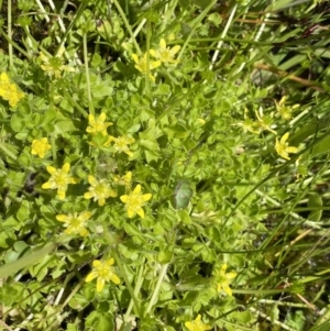 Ranunculus pimpinellifolius at Paddys River, ACT - 27 Dec 2022 01:26 PM