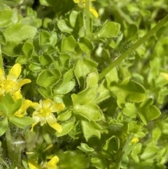 Ranunculus pimpinellifolius at Paddys River, ACT - 27 Dec 2022 01:26 PM