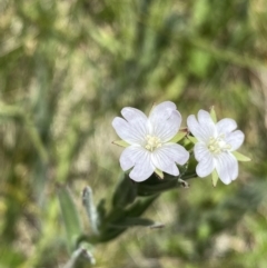 Epilobium hirtigerum (Hairy Willowherb) at Paddys River, ACT - 27 Dec 2022 by NedJohnston