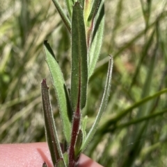 Epilobium hirtigerum at Paddys River, ACT - 27 Dec 2022