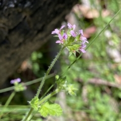 Pelargonium inodorum (Kopata) at Cotter River, ACT - 27 Dec 2022 by NedJohnston