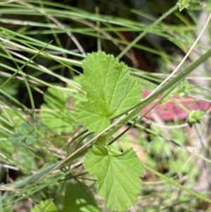 Pelargonium inodorum at Cotter River, ACT - 27 Dec 2022 12:37 PM