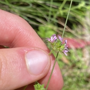 Pelargonium inodorum at Cotter River, ACT - 27 Dec 2022 12:37 PM