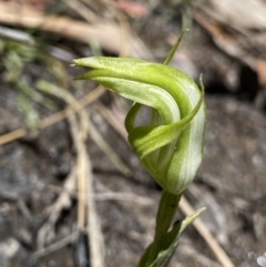 Pterostylis monticola (Large Mountain Greenhood) at Cotter River, ACT - 27 Dec 2022 by NedJohnston