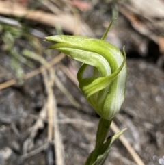 Pterostylis monticola (Large Mountain Greenhood) at Cotter River, ACT - 27 Dec 2022 by Ned_Johnston