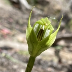 Pterostylis monticola at Cotter River, ACT - suppressed