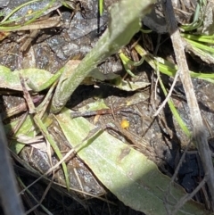 Pterostylis monticola at Cotter River, ACT - 27 Dec 2022