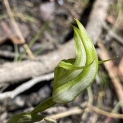 Pterostylis monticola at Cotter River, ACT - suppressed