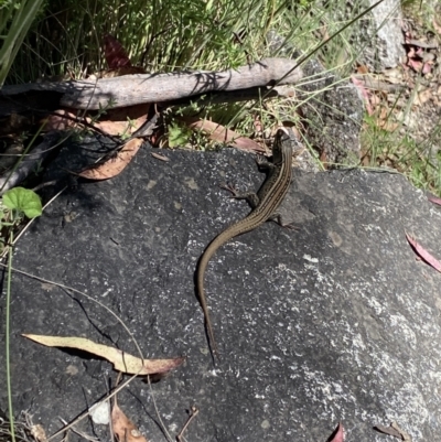 Liopholis whitii (White's Skink) at Namadgi National Park - 27 Dec 2022 by Ned_Johnston